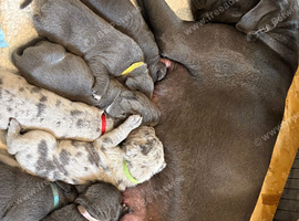 Cane Corso Puppies and Dogs for sale | Freeads Pets