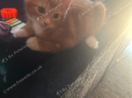Male tabby ginger kitten