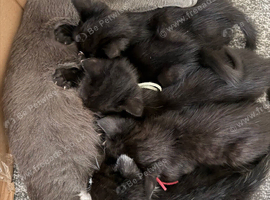 Kittens