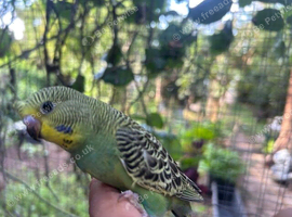 Budgies for sale