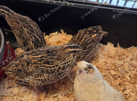 Point-of-Lay Coturnix Quail for Sale in Bridgwater, Somerset