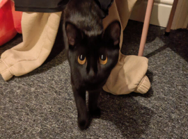 Missing cat