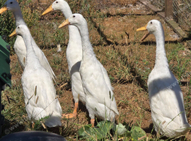 White Indian Runner drakes
