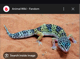 Wanted gecko