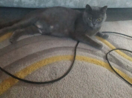 British Short haired kittens- Blue/ Lilac