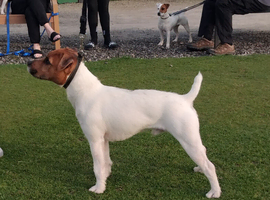 Jack Russell terrier for stud