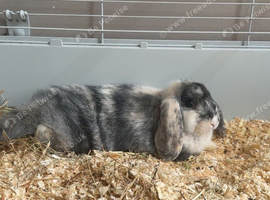 Dwarf lop bunny with hutch
