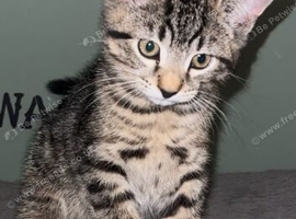 Kittens for sale
