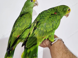 Gorgeous baby double yellow headed amazon