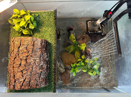 2 Red Back Mud Turtles with tank filters feed etc for sale