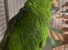 Amazon parrot