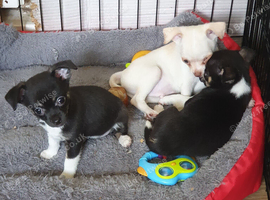 I have 3 chihuahua puppies ready to go Lincolnshire