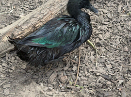 Cayuga drake