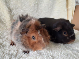 Pair of baby bonded boys