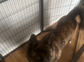 Akita