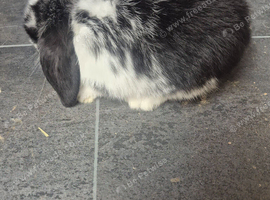 Baby mini lop rabbits