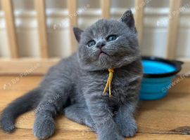GCCF Reg British Shorthair kittens