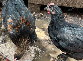 4 week old Unsexed chicks