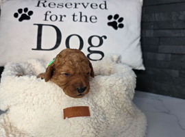 Adorable f2 cockapoo puppies