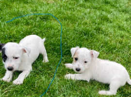 Jack Russell