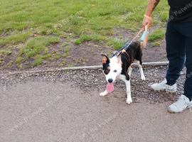7 month old collie puppy