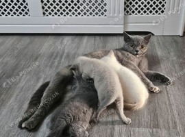 Adorable Purebred British Shorthair Kittens