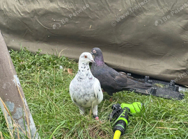 Racing pigeons and other ones