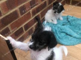 2 jackapoo/chipoo puppies