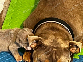 English Bulldog boy