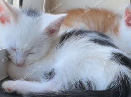 Boy kittens for sale