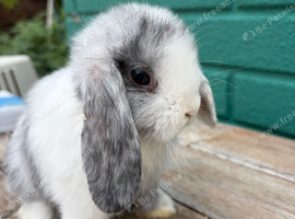 Beautiful mini lops