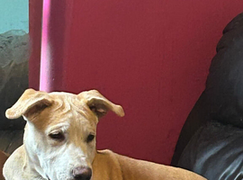 Puppy corso  terrier mix