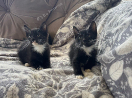 Black and white kittens
