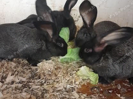 continentel giants rabbits for sale ready go now