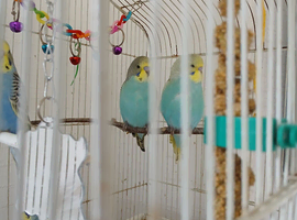 Beautiful baby budgies
