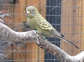 Beautiful blackface budgies
