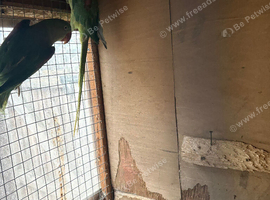 Alexandrine split lutino split blue
