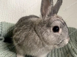 Chinchilla Netherlands dwarf girl