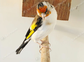 Glod finch singing male