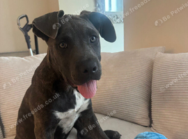 beautiful puppy cane corso for sale