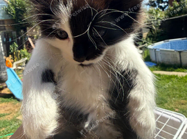 Kittens