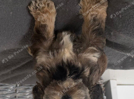cockapoo puppies