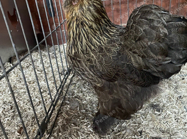 1 year old female Bantam