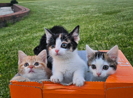 5 Gorgeous Kittens for Sale