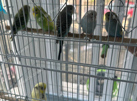 Budgies albinos litino handtame breeding pairs etc