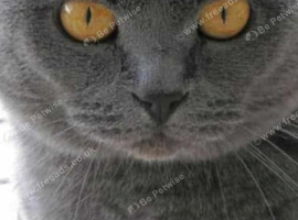 British blue short hair kittens