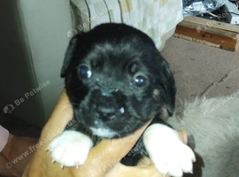 2 cockapoo x staffyjack puppys