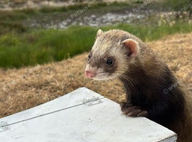 Ferrets for sale