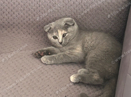 BSH kitten for sale
