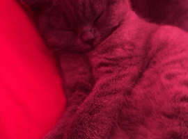 Cat looking for a home!